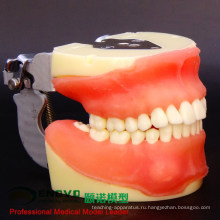 DENTAL26(12608) модели комплексного практику стоматологической хирургии